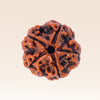 5 Mukhi Rudraksha