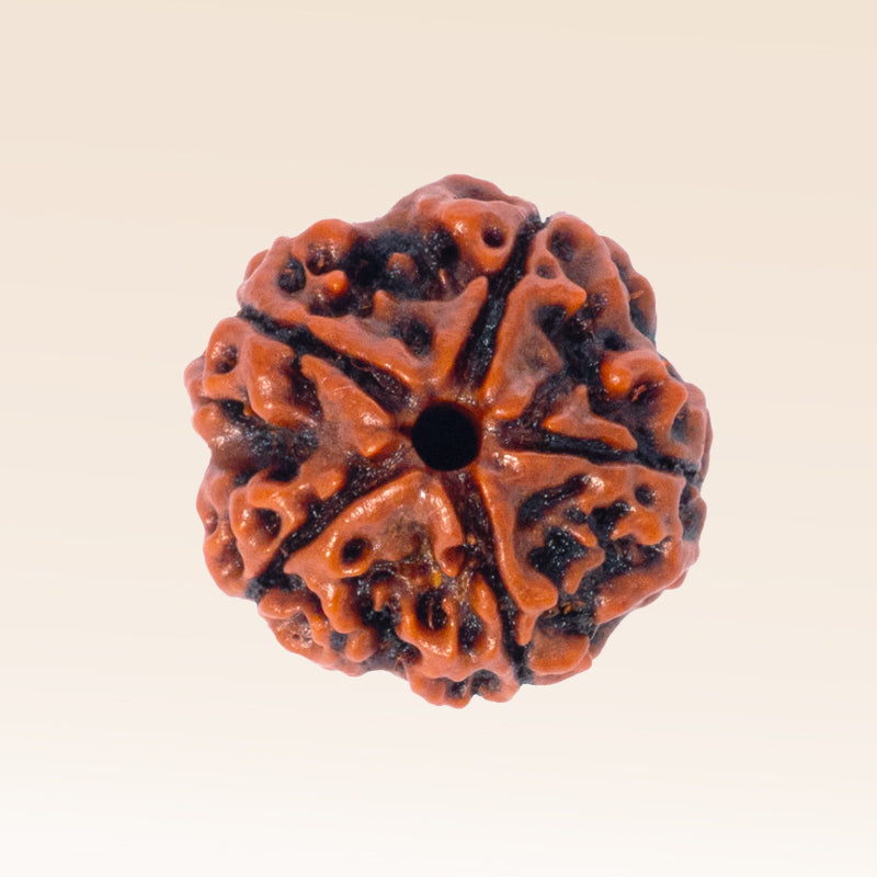 5 Mukhi Rudraksha