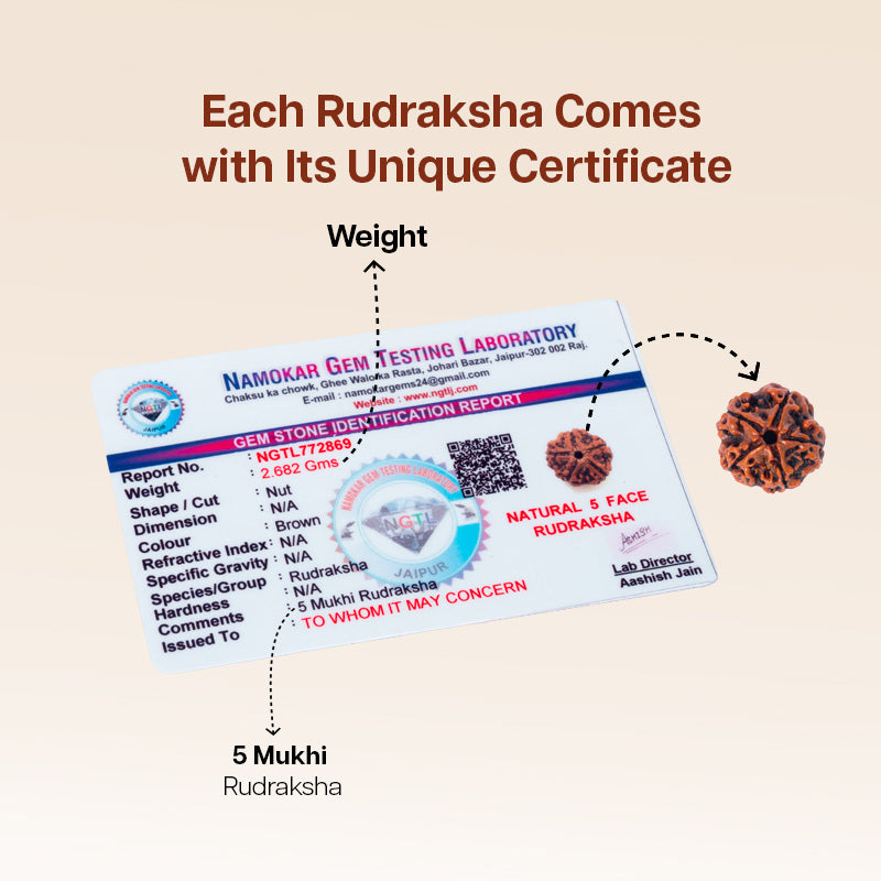5 Mukhi Rudraksha