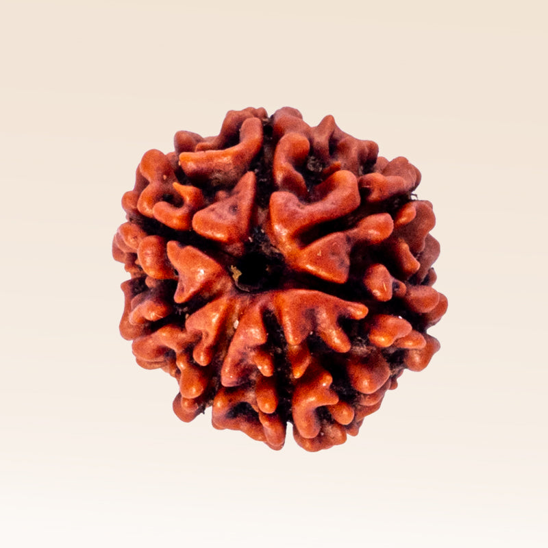 7 Mukhi Rudraksha