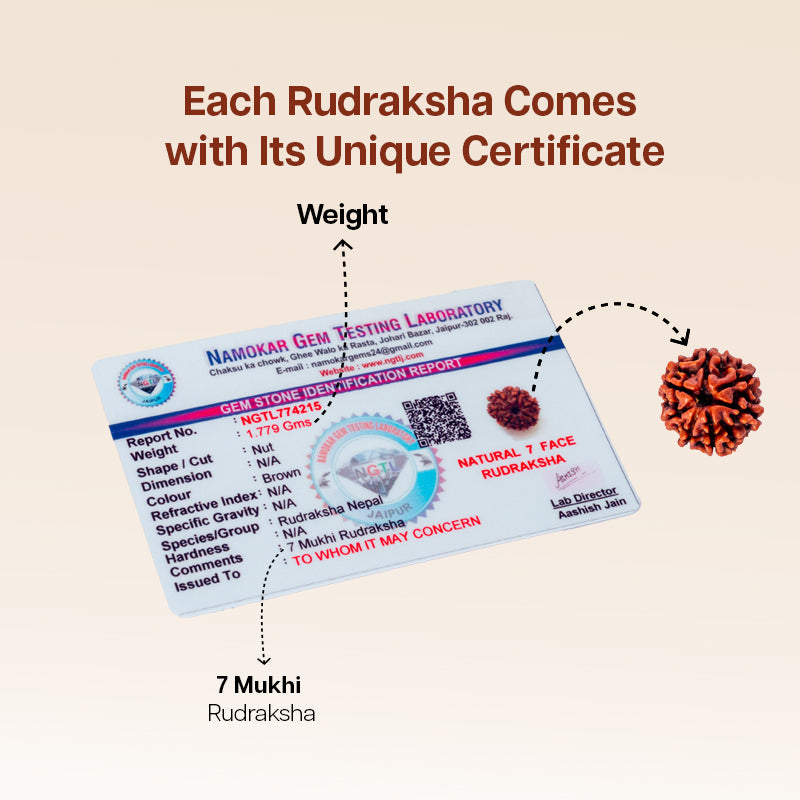 7 Mukhi Rudraksha