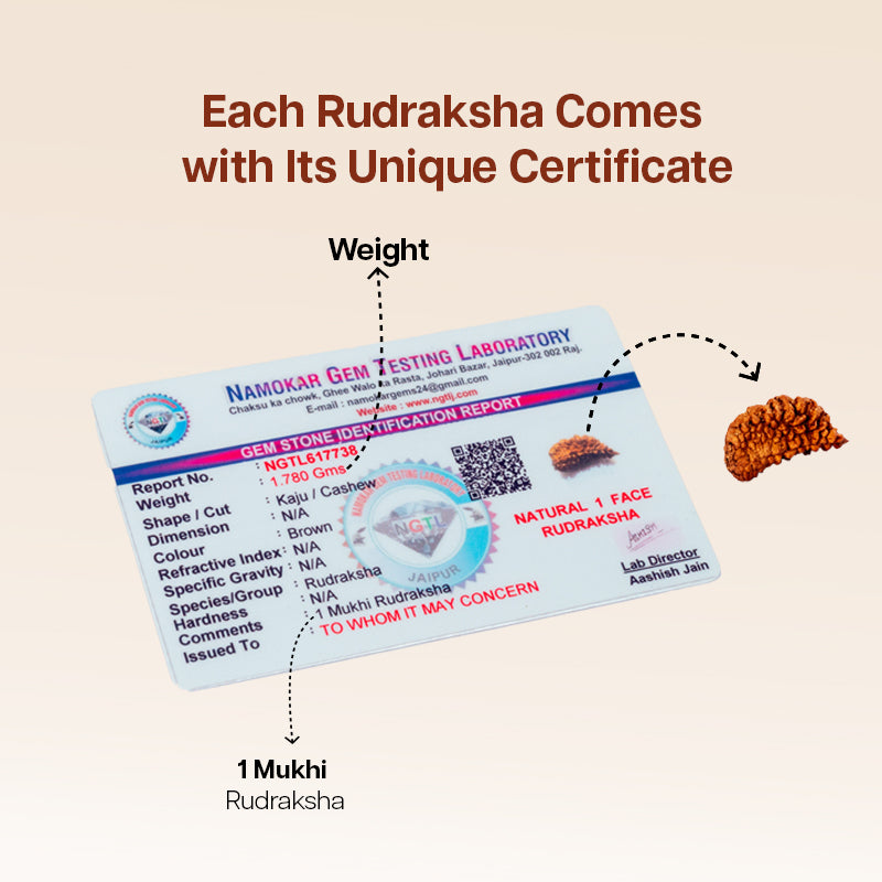 1 Mukhi Rudraksha
