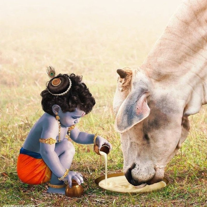 Gau Seva - ISKCON Ghaziabad - my3ioNetra