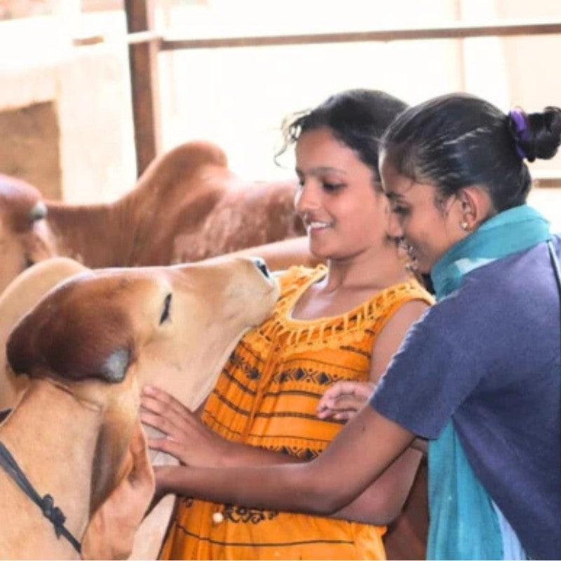 Gau Seva - ISKCON Ghaziabad - my3ioNetra